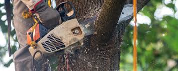 Best Tree Cabling and Bracing  in Bronson, FL