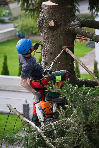 Professional  Tree Services in Bronson, FL