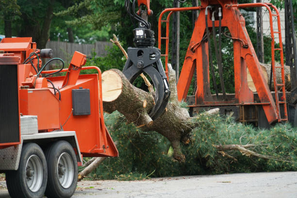 Best Utility Line Clearance  in Bronson, FL