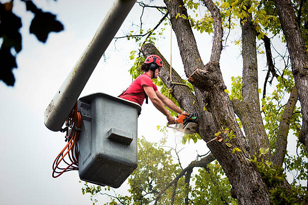 Best Tree Removal  in Bronson, FL